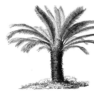 Botany plants antique engraving illustration: Cycas revoluta (Sotetsu, sago palm)