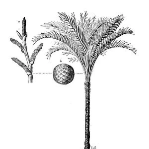 Botany plants antique engraving illustration: Metroxylon sagu (true sago palm)