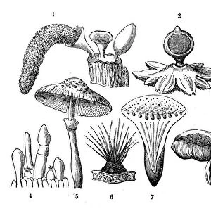Botany plants antique engraving illustration: Mushrooms