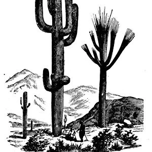 Botany plants antique engraving illustration: Cereus