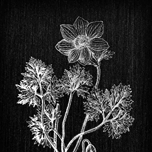 Botany plants antique engraving illustration: Anemone coronaria (poppy anemone