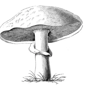 Botany plants antique engraving illustration: Agaricus Campestris Botany plants antique engraving illustration: Agaricus Campestris