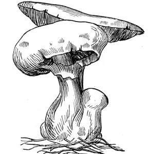 Botany plants antique engraving illustration: Agaricus campestris Botany plants antique engraving illustration: Agaricus campestris
