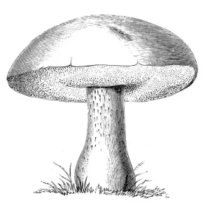Botany plants antique engraving illustration: Boletus Edulis, Porcini Botany plants antique engraving illustration: Boletus Edulis, Porcini