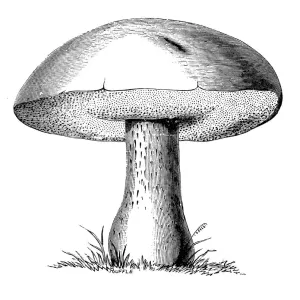 Botany plants antique engraving illustration: Boletus Edulis Botany plants antique engraving illustration: Boletus Edulis