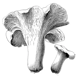 Botany plants antique engraving illustration: Cantharellus cibarius Botany plants antique engraving illustration: Cantharellus cibarius