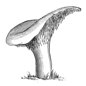 Botany plants antique engraving illustration: Hydnum repandum, sweet tooth, wood hedgehog, hedgehog mushroom Botany plants antique engraving illustration: Hydnum repandum, sweet tooth, wood hedgehog, hedgehog mushroom