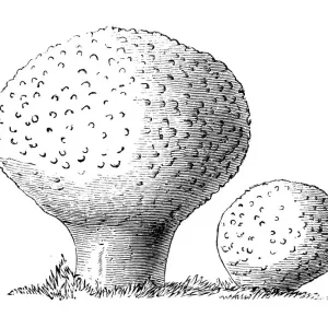 Lycoperdon perlatum Puffball Print Lycoperdon perlatum Puffball Print