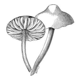 Botany plants antique engraving illustration: Marasmius oreades, Scotch bonnet, fairy ring mushroom Botany plants antique engraving illustration: Marasmius oreades, Scotch bonnet, fairy ring mushroom
