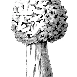 Botany plants antique engraving illustration: Morel, Morchella Esculenta Botany plants antique engraving illustration: Morel, Morchella Esculenta