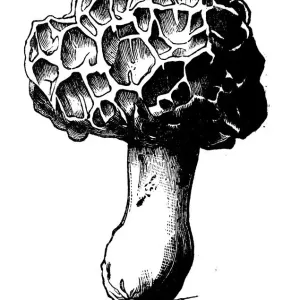 Botany plants antique engraving illustration: Morel Botany plants antique engraving illustration: Morel