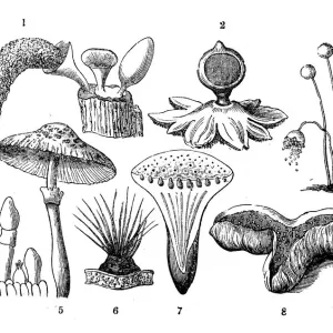 Botany plants antique engraving illustration: Mushrooms Botany plants antique engraving illustration: Mushrooms