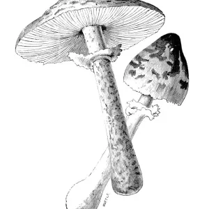 Botany plants antique engraving illustration: parasol mushroom (Macrolepiota procera) Botany plants antique engraving illustration: parasol mushroom (Macrolepiota procera)