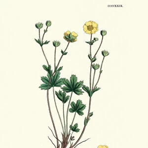 Botany, Potentilla crantzii, alpine cinquefoil, Flower, plant, botanical print