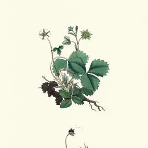 Botany, Potentilla sterilis, barren strawberry, Flower, plant, botanical print