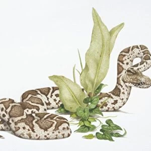 Bothrops atrox, Common Lancehead or Fer-de-lance Snake slithering around green plant