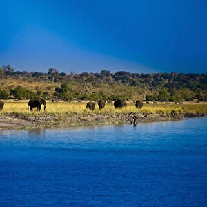 botswana, chobe, chobe national park, clear sky, color image, colour image, elephant
