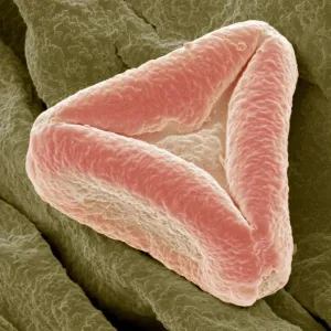 Bottlebrush pollen, SEM Bottlebrush pollen, SEM