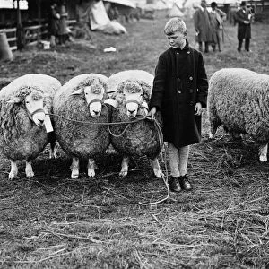 Boy And Rams