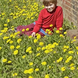 Boy sitting between dandelion flowers