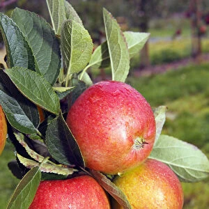Braeburn Apples (Malus domestica) growing on an apple tree, fruit-growing region Altes Land, Lower Saxony, Hamburg, Germany, Europe