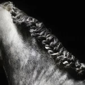 Braided mane of grey horse Braided mane of grey horse