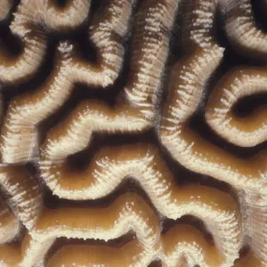 Brain Coral Print by Jeff Rotman Underwater Photography Brain Coral Print by Jeff Rotman Underwater Photography