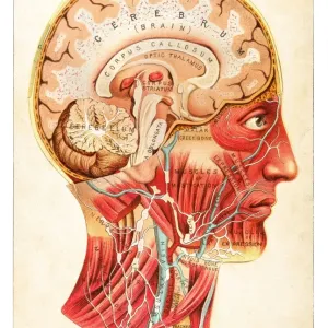 Brain Medical Illustration Print 1891 Brain Medical Illustration Print 1891