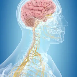 Brain and Nerves Print Brain and Nerves Print
