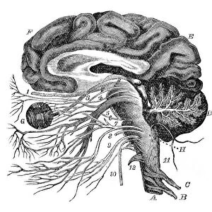 Brain nervous ocular system engraving anatomy 1872
