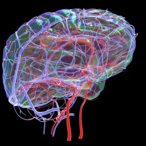 Brain Vascular System Print Brain Vascular System Print
