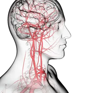 Brain's blood supply, artwork