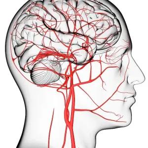 Brain's blood supply, artwork