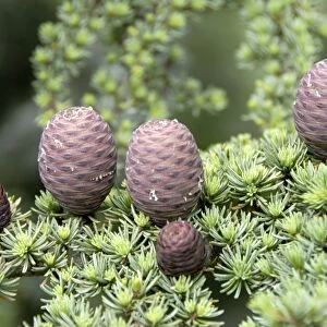 Branch of a Lebanon Cedar (Cedrus libani var brevifolia) with purple cones, Tripylos, Troodos Mountains, Southern Cyprus, Republic of Cyprus, Mediterranean Sea, Europe