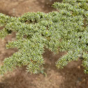Zweig eines Libanon-Kieferns (Cedrus libani var brevifolia), Nadeln, Tripylos , Bergmassive von Troodos in Südzypern der Republik Zypern des Mittelmeers und Europa Zweig eines Libanon-Kieferns (Cedrus libani var brevifolia), Nadeln, Tripylos , Bergmassive von Troodos in Südzypern der Republik Zypern des Mittelmeers und Europa
