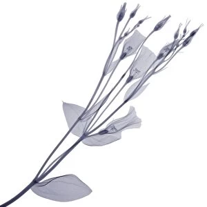 Branch with multiple flowers and buds, X-ray