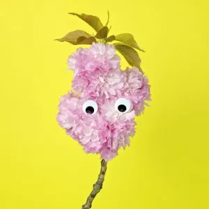 A branch of pink oriental cherry blossoms made to look like a face A branch of pink oriental cherry blossoms made to look like a face