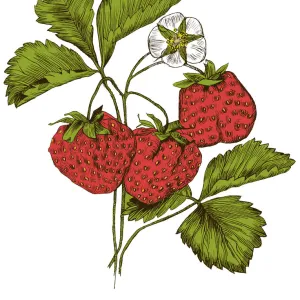 A branch of strawberry. Engraving with color