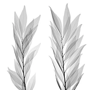 Two branches with leaves, X-ray