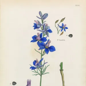 Branching Larkspur, Delphinium Ajacis, Victorian Botanical Illustration, 1863