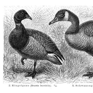 Brant and Canadian goose illustration 1895