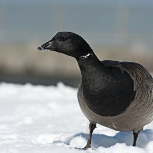 Brant goose in winter