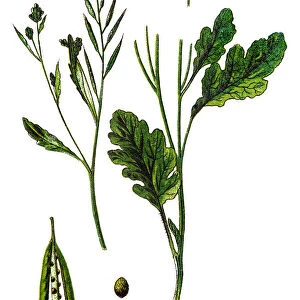 Brassica nigra, the black mustard