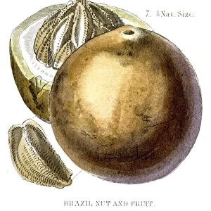 Brazil nut engraving 1857