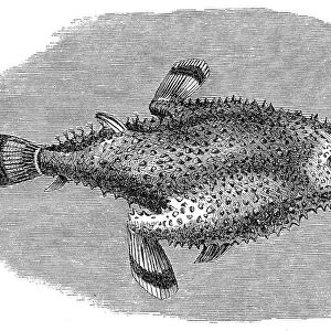 Brazilian batfish or Seadevil (Ogcocephalus vespertilio)
