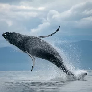 Breaching Humpback Whale, Alaska