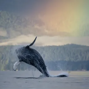 Breaching Humpback Whale and Rainbow, Alaska Breaching Humpback Whale and Rainbow, Alaska