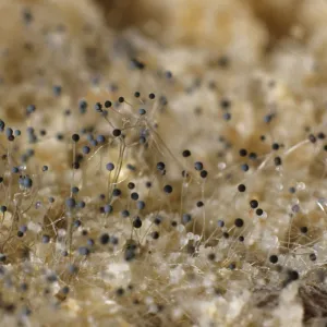 Bread mould under a microscope, white mould, fungus -Mucor sp. -, Germany, Europe