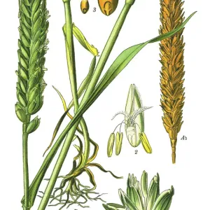 Antique Bread Wheat Print 1892 Antique Bread Wheat Print 1892