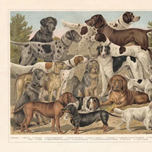 Breeds of hunting dogs, chromolithograph, published in 1897